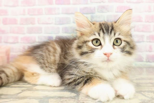 新潟県のサイベリアン (Coo&RIKU新潟東店/2025年8月30日生まれ/女の子/ブラウンパッチドタビーホワイト)の子猫の3枚目の画像