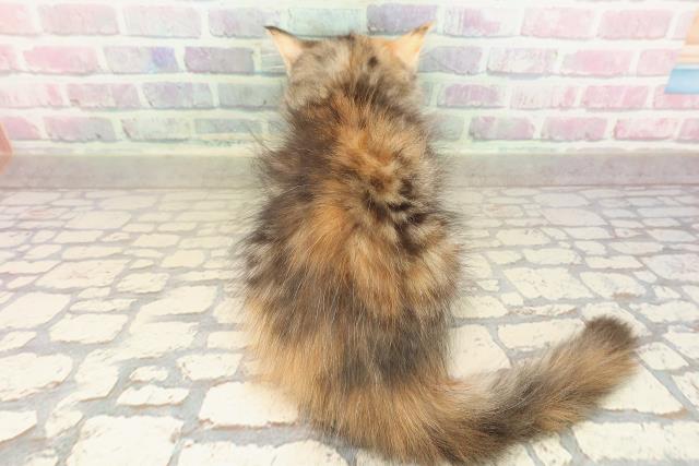 新潟県のサイベリアン (Coo&RIKU新潟東店/2025年8月30日生まれ/女の子/ブラウンパッチドタビーホワイト)の子猫の4枚目の画像