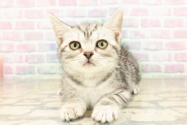 アメリカンショートヘアー