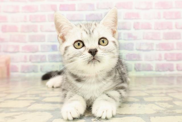 山梨県のアメリカンショートヘアー (Coo&RIKU甲府昭和通り店/2025年9月2日生まれ/女の子/シルバータビー)の子猫の1枚目の画像