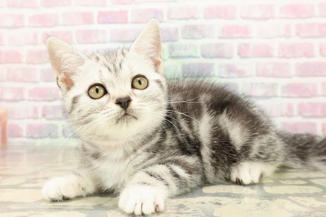 山梨県のアメリカンショートヘアー (Coo&RIKU甲府昭和通り店/2025年9月2日生まれ/女の子/シルバータビー)の子猫の2枚目の画像