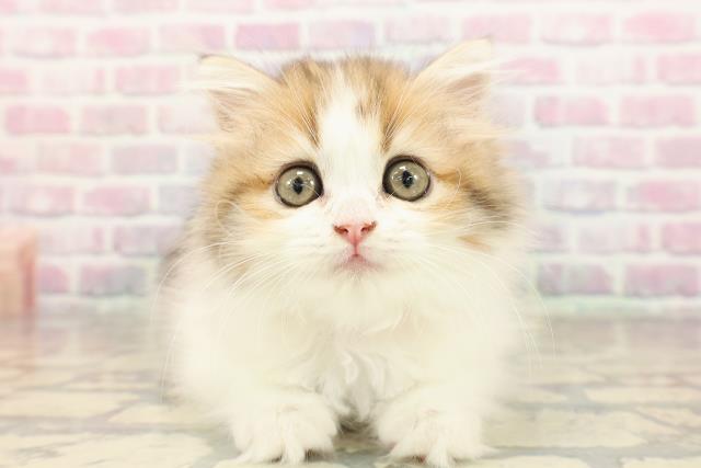 長野県のミヌエット (Coo&RIKU松本店/2025年8月31日生まれ/女の子/ブラウンタビーホワイト)の子猫の1枚目の画像