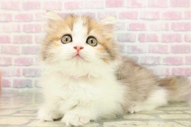 長野県のミヌエット (Coo&RIKU松本店/2025年8月31日生まれ/女の子/ブラウンタビーホワイト)の子猫の2枚目の画像