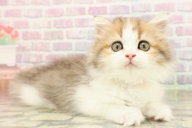 長野県のミヌエット (Coo&RIKU松本店/2025年8月31日生まれ/女の子/ブラウンタビーホワイト)の子猫の3枚目の画像