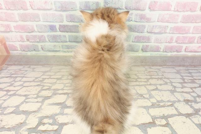 長野県のミヌエット (Coo&RIKU松本店/2025年8月31日生まれ/女の子/ブラウンタビーホワイト)の子猫の4枚目の画像