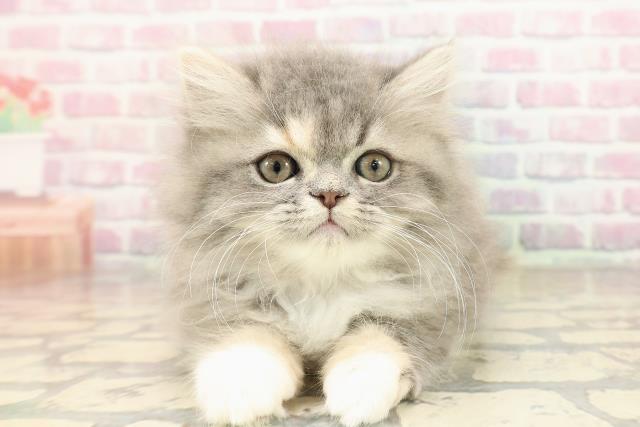 栃木県のミヌエット (Coo&RIKUFKDインターパーク店/2025年8月28日生まれ/女の子/ブルーパッチドタビーホワイト)の子猫の1枚目の画像