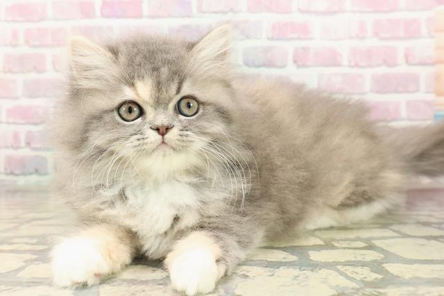 栃木県のミヌエット (Coo&RIKUFKDインターパーク店/2025年8月28日生まれ/女の子/ブルーパッチドタビーホワイト)の子猫の2枚目の画像