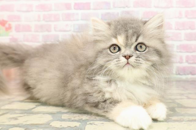 栃木県のミヌエット (Coo&RIKUFKDインターパーク店/2025年8月28日生まれ/女の子/ブルーパッチドタビーホワイト)の子猫の3枚目の画像