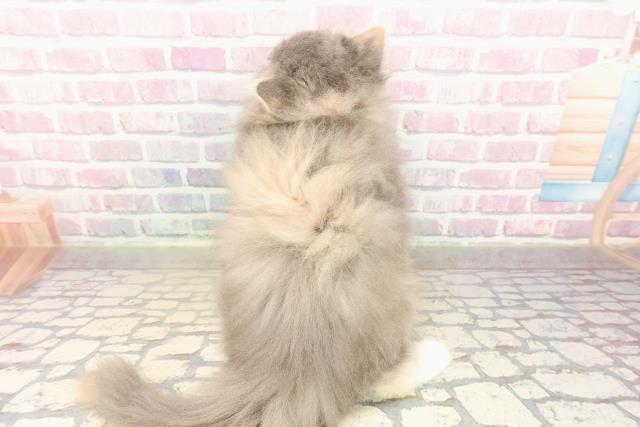 栃木県のミヌエット (Coo&RIKUFKDインターパーク店/2025年8月28日生まれ/女の子/ブルーパッチドタビーホワイト)の子猫の4枚目の画像