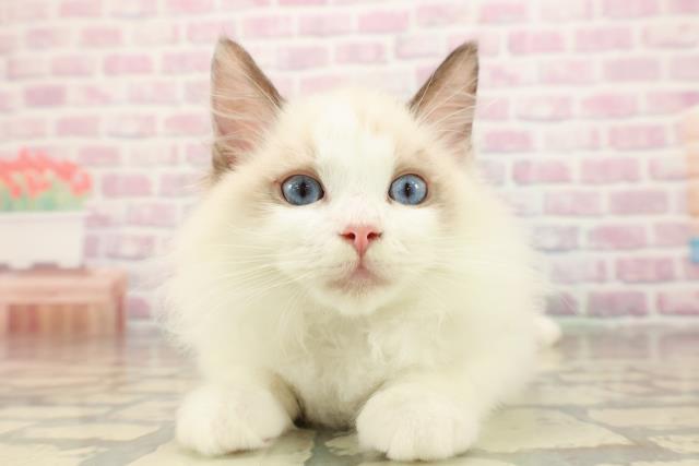 新潟県のラグドール (Coo&RIKU新潟東店/2025年7月20日生まれ/男の子/シールポイントバイカラー)の子猫の1枚目の画像