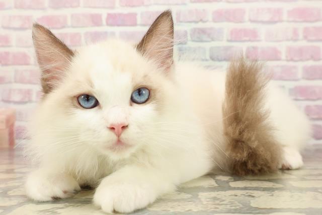 新潟県のラグドール (Coo&RIKU新潟東店/2025年7月20日生まれ/男の子/シールポイントバイカラー)の子猫の2枚目の画像