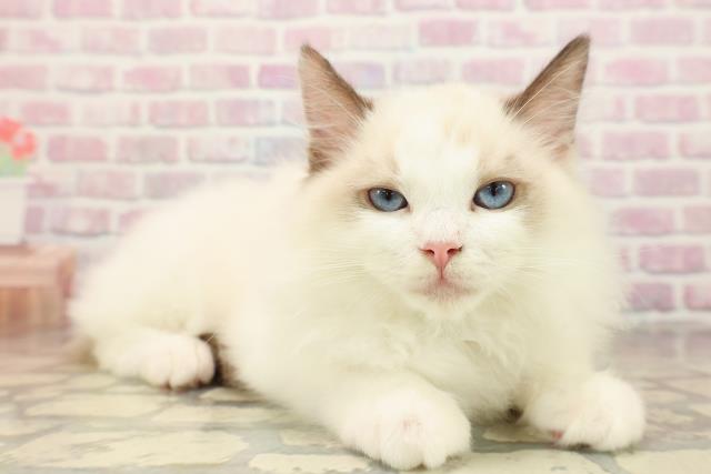 新潟県のラグドール (Coo&RIKU新潟東店/2025年7月20日生まれ/男の子/シールポイントバイカラー)の子猫の3枚目の画像