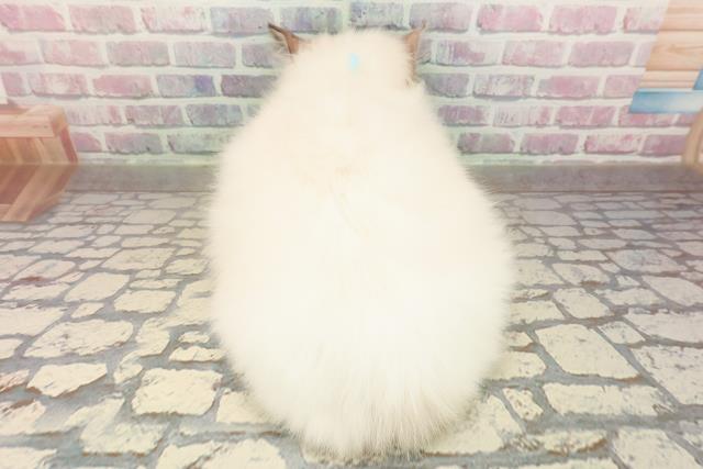 新潟県のラグドール (Coo&RIKU新潟東店/2025年7月20日生まれ/男の子/シールポイントバイカラー)の子猫の4枚目の画像