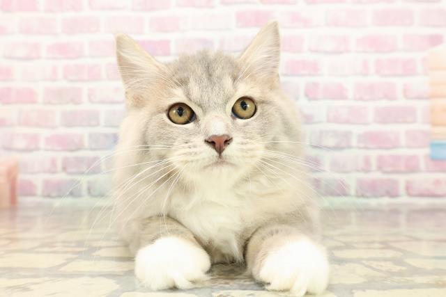 埼玉県のラガマフィン (Coo&RIKUアニマルケアセンター大宮/2025年7月14日生まれ/女の子/ブルーパッチドタビーホワイト)の子猫の1枚目の画像