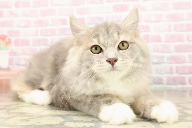 埼玉県のラガマフィン (Coo&RIKUアニマルケアセンター大宮/2025年7月14日生まれ/女の子/ブルーパッチドタビーホワイト)の子猫の3枚目の画像