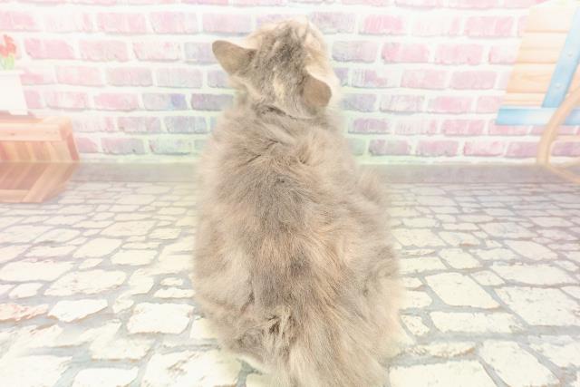 埼玉県のラガマフィン (Coo&RIKUアニマルケアセンター大宮/2025年7月14日生まれ/女の子/ブルーパッチドタビーホワイト)の子猫の4枚目の画像