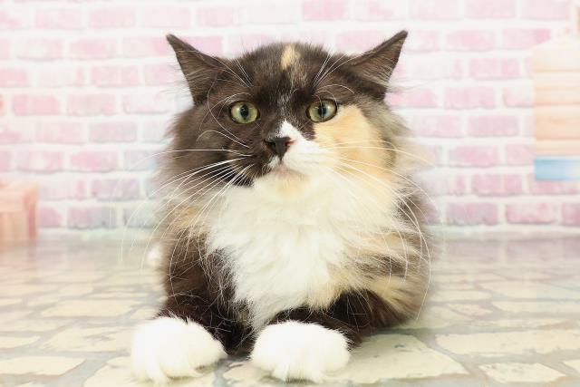 北海道のラガマフィン (Coo&RIKU岩見沢店/2025年7月14日生まれ/女の子/トーティーシェルホワイト)の子猫の1枚目の画像