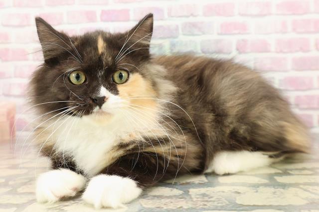 北海道のラガマフィン (Coo&RIKU岩見沢店/2025年7月14日生まれ/女の子/トーティーシェルホワイト)の子猫の2枚目の画像