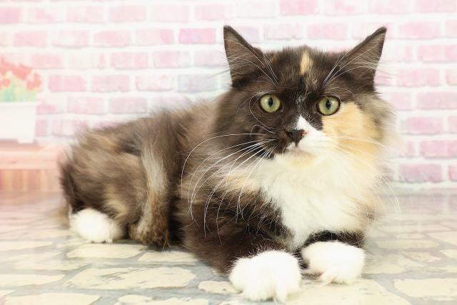 北海道のラガマフィン (Coo&RIKU岩見沢店/2025年7月14日生まれ/女の子/トーティーシェルホワイト)の子猫の3枚目の画像