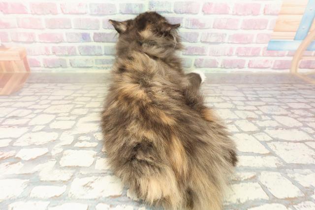 北海道のラガマフィン (Coo&RIKU岩見沢店/2025年7月14日生まれ/女の子/トーティーシェルホワイト)の子猫の4枚目の画像