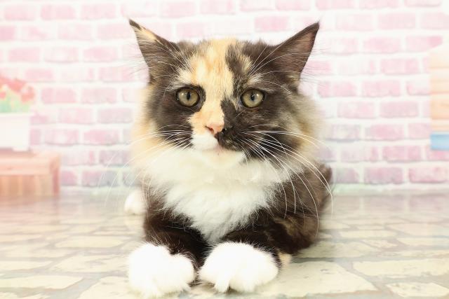 埼玉県のラガマフィン (Coo&RIKU岩槻店/2025年7月14日生まれ/女の子/トーティーシェルホワイト)の子猫の1枚目の画像