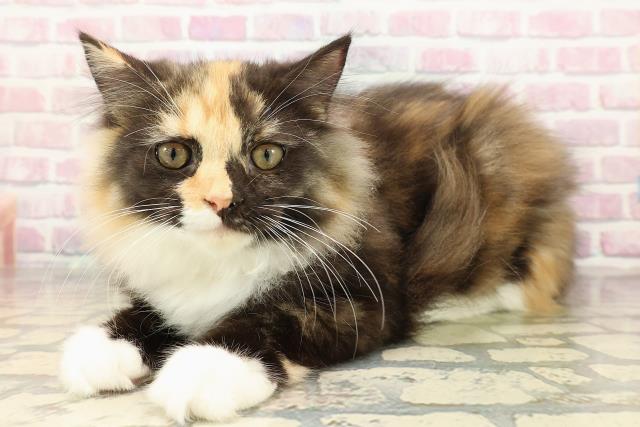 埼玉県のラガマフィン (Coo&RIKU岩槻店/2025年7月14日生まれ/女の子/トーティーシェルホワイト)の子猫の2枚目の画像