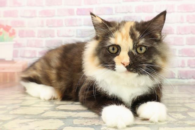 埼玉県のラガマフィン (Coo&RIKU岩槻店/2025年7月14日生まれ/女の子/トーティーシェルホワイト)の子猫の3枚目の画像