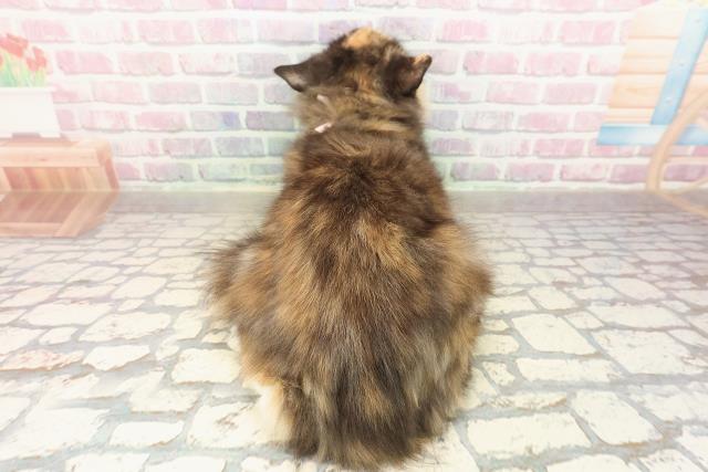 埼玉県のラガマフィン (Coo&RIKU岩槻店/2025年7月14日生まれ/女の子/トーティーシェルホワイト)の子猫の4枚目の画像