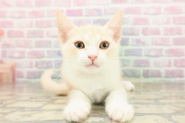 埼玉県のアメリカンカール (Coo&RIKUアニマルケアセンター大宮/2025年8月13日生まれ/男の子/クリームタビーホワイト)の子猫の1枚目の画像