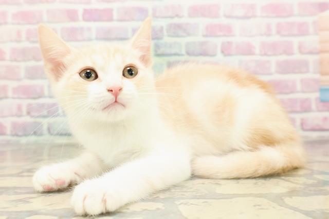 埼玉県のアメリカンカール (Coo&RIKUアニマルケアセンター大宮/2025年8月13日生まれ/男の子/クリームタビーホワイト)の子猫の2枚目の画像