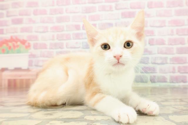 埼玉県のアメリカンカール (Coo&RIKUアニマルケアセンター大宮/2025年8月13日生まれ/男の子/クリームタビーホワイト)の子猫の3枚目の画像