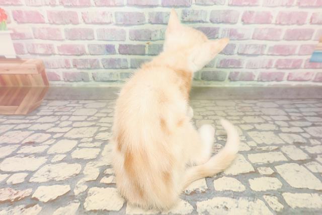 埼玉県のアメリカンカール (Coo&RIKUアニマルケアセンター大宮/2025年8月13日生まれ/男の子/クリームタビーホワイト)の子猫の4枚目の画像