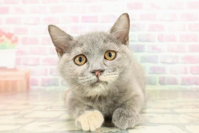 長野県のスコティッシュフォールド (Coo&RIKU松本店/2025年8月5日生まれ/女の子/ブルークリーム)の子猫の1枚目の画像