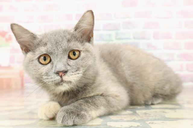 長野県のスコティッシュフォールド (Coo&RIKU松本店/2025年8月5日生まれ/女の子/ブルークリーム)の子猫の2枚目の画像