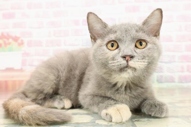 長野県のスコティッシュフォールド (Coo&RIKU松本店/2025年8月5日生まれ/女の子/ブルークリーム)の子猫の3枚目の画像