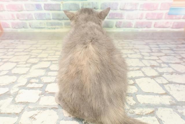 長野県のスコティッシュフォールド (Coo&RIKU松本店/2025年8月5日生まれ/女の子/ブルークリーム)の子猫の4枚目の画像