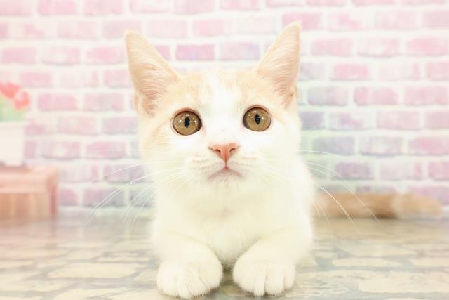 北海道のマンチカン (Coo&RIKU釧路店/2025年8月2日生まれ/女の子/クリームタビーホワイト)の子猫の1枚目の画像