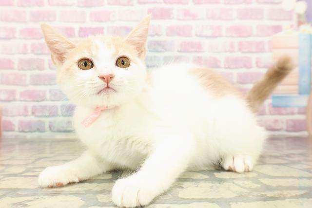 北海道のマンチカン (Coo&RIKU釧路店/2025年8月2日生まれ/女の子/クリームタビーホワイト)の子猫の2枚目の画像