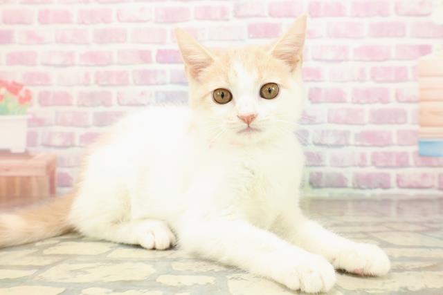 北海道のマンチカン (Coo&RIKU釧路店/2025年8月2日生まれ/女の子/クリームタビーホワイト)の子猫の3枚目の画像