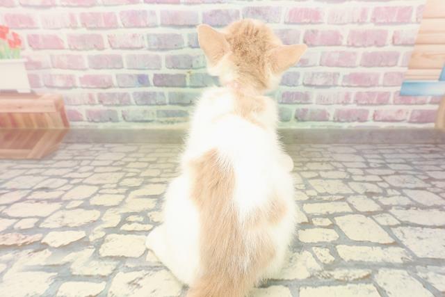 北海道のマンチカン (Coo&RIKU釧路店/2025年8月2日生まれ/女の子/クリームタビーホワイト)の子猫の4枚目の画像