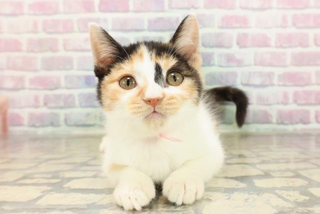 北海道のマンチカン (Coo&RIKU岩見沢店/2025年8月2日生まれ/女の子/キャリコ)の子猫の1枚目の画像