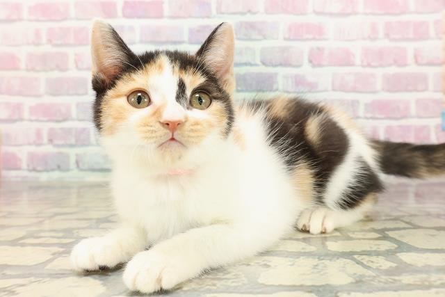 北海道のマンチカン (Coo&RIKU岩見沢店/2025年8月2日生まれ/女の子/キャリコ)の子猫の2枚目の画像