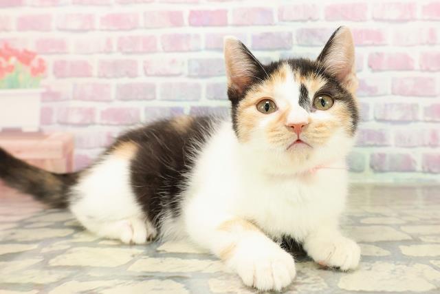 北海道のマンチカン (Coo&RIKU岩見沢店/2025年8月2日生まれ/女の子/キャリコ)の子猫の3枚目の画像