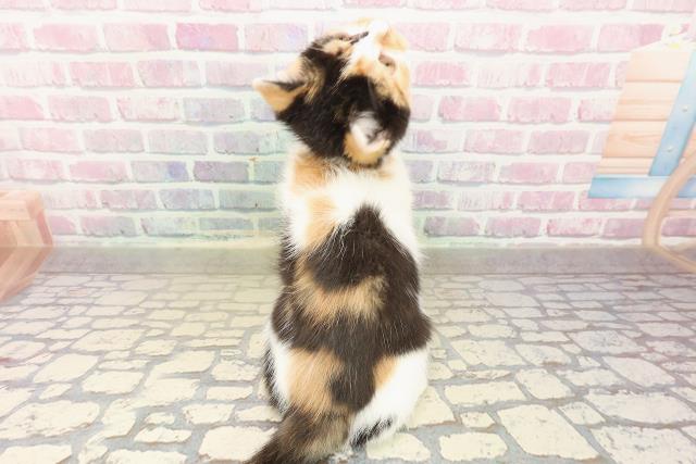 北海道のマンチカン (Coo&RIKU岩見沢店/2025年8月2日生まれ/女の子/キャリコ)の子猫の4枚目の画像