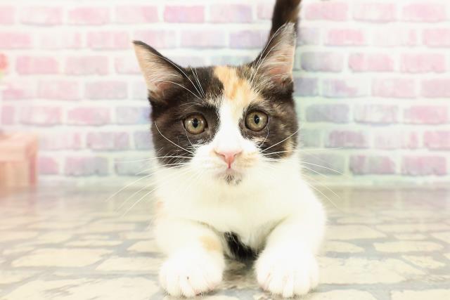 北海道のマンチカン (Coo&RIKU室蘭店/2025年8月2日生まれ/女の子/キャリコ)の子猫の1枚目の画像