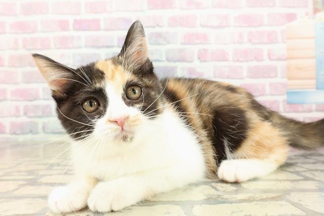 北海道のマンチカン (Coo&RIKU室蘭店/2025年8月2日生まれ/女の子/キャリコ)の子猫の2枚目の画像