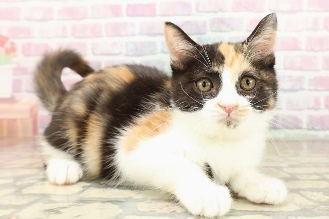 北海道のマンチカン (Coo&RIKU室蘭店/2025年8月2日生まれ/女の子/キャリコ)の子猫の3枚目の画像