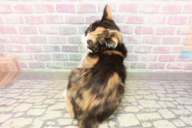 北海道のマンチカン (Coo&RIKU室蘭店/2025年8月2日生まれ/女の子/キャリコ)の子猫の4枚目の画像