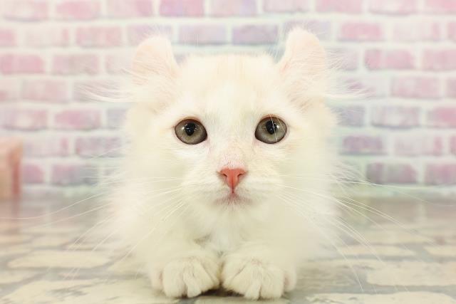 北海道のアメリカンカール (Coo&RIKU釧路店/2025年7月30日生まれ/男の子/レッドタビーホワイト)の子猫