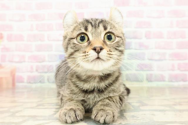 北海道のアメリカンカール (Coo&RIKU岩見沢店/2025年7月17日生まれ/女の子/ブラウンタビー)の子猫